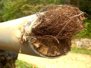 tree-roots-drain-pipe